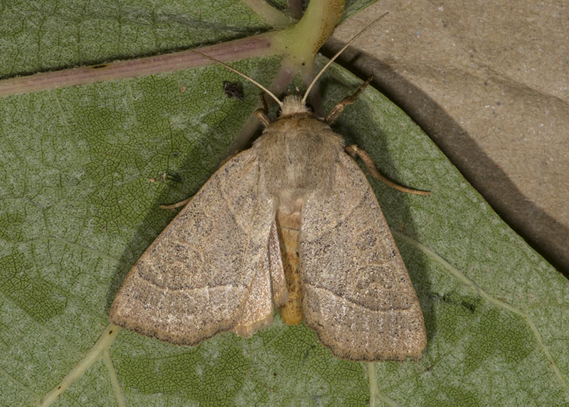 Noctuidae - Mesogona acetosellae